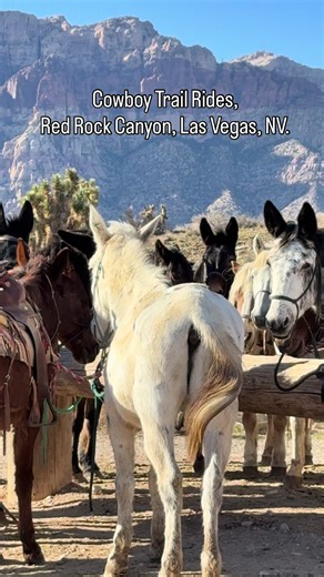 Cowboy Trail Rides at Red Rock Canyon, Las Vegas. This place offers guided tours, horseback riding and old west experiences. @cowboytrailrides . . . . #vegasforkids #familyfriendlyevent #vegaslocalscene #thingstodoinvegas #thingstodoinvegaswithkids
