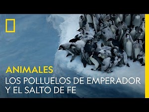 LOS SECRETOS DE LOS PINGÜINOS: Un salto de fe entre los polluelos | ANIMALES | NATIONAL GEOGRAPHIC