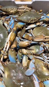 2.3K views · 43 reactions | Live #1 Gulf Blue Crabs are in at Rose's Seafood, Inc. ❤️ | Rose's Seafood, Inc. | Facebook