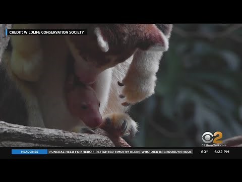 Tree kangaroo born at Bronx Zoo makes its debut