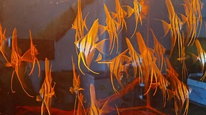 Wild Altum . | Lo's Fish Store - Discus Farm