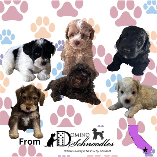 Ashlee Domino on Instagram: "Discover Why you Want to get a Miniature Schnoodle, Schnauzer or Bichon Mix from Domino Schnoodles."