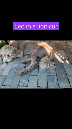 The time I clipper Leo into a lion cut R.I.P Leo