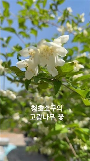 고광나무꽃#꽃길인생길#농촌풍경 #정원 #야생화#청초소구 #청송일두마을