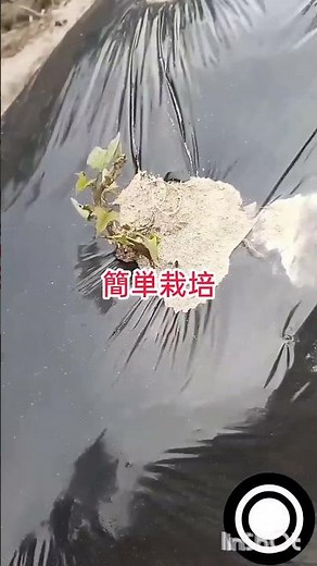 簡単さつまいも栽培畝立てて苗を挿すだけ無農薬無肥料で収穫まで放任栽培 #家庭菜園 #現代農業
