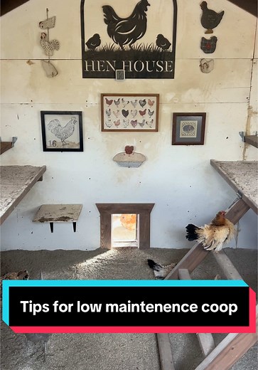 Low Maintenance Chicken Coop Tips
