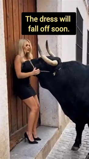 Андрей Сидоренко⚡МАРКЕТОЛОГ on Instagram: "In this wild and unexpected moment, a woman in a tight black dress finds herself face-to-face with a massive bull — and things get *very* close! The bull playfully tugs at her dress while she laughs nervously, clinging to the rope around its nose. Will #BullVsDress #ViralVideo #FunnyAnimals #AnimalEncounter #UnexpectedMoment #TrendingNow #Shorts #FYP"