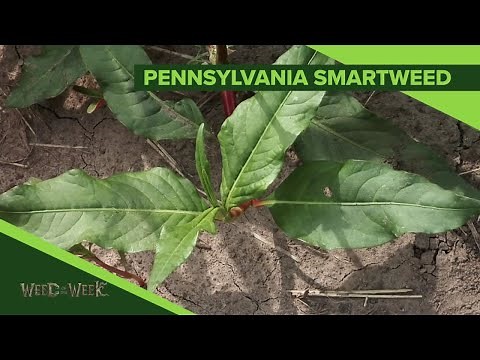 Weed of the Week #1095 Pennsylvania Smartweed (Air Date 3-31-19)