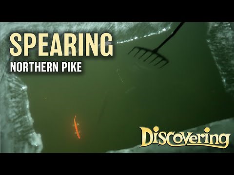 Spearing Through the Ice for Northern Pike | DISCOVERING