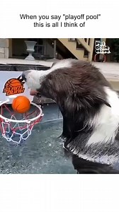 Make it splash! 💦🏀🐕 #Dogs #Basketball | Fur Family
