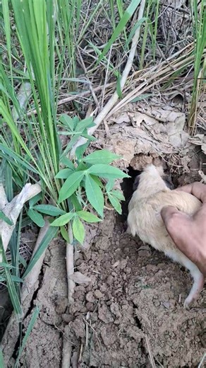 there is an animal making a hole | Poetoji