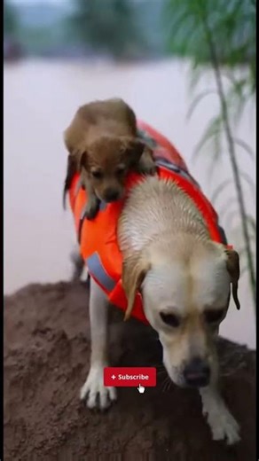 Giữa Lũ Ngập Tới Mái Nhà, Chú Chó Lao Xuống Cứu Chó Con #shortsvideo #dogshorts #chucho