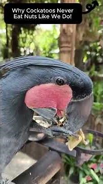 Why This Black Palm Cockatoo Peels Its Nuts | Survival Instinct Explained