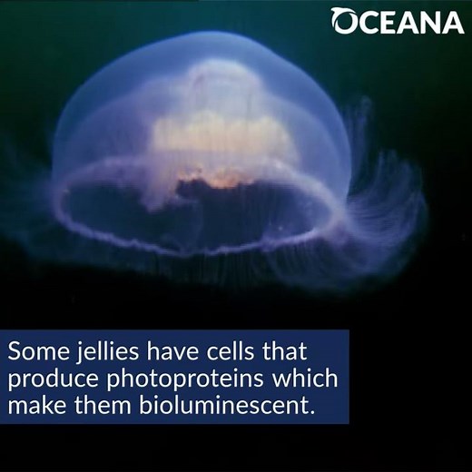What makes comb jellies light up? | Oceana