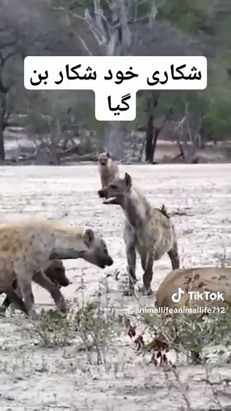 Hyenas groups of attack lion king #hyena #lion #viral #trending #foryoupage❤️❤️