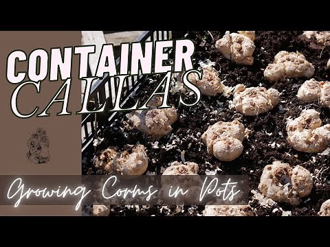 Planting Calla Lilies in Bulb Crates and Containers: How to Plant Calla Lily Rhizomes in Spring