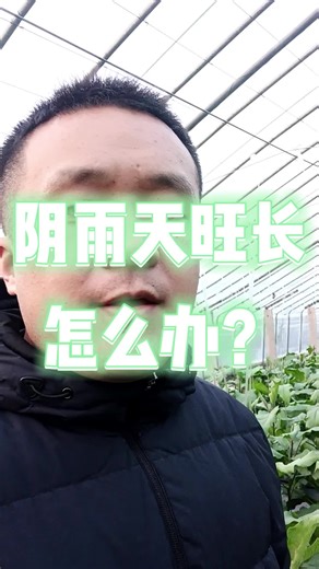 阴雨天旺长怎么办？#growlights #greenhouse #植物補光燈 #ledgrowlight #growlightsetup