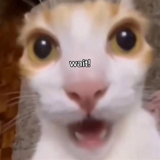 is it true 🤔 #funny #cat #meme #viral #shorts #edit #short #interesting