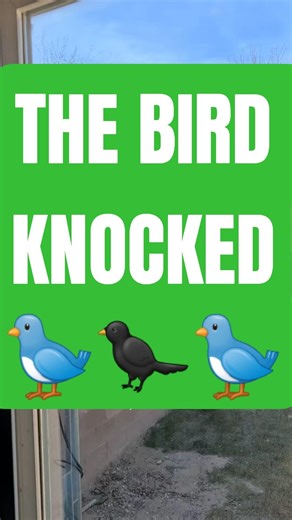 BIRD #youtubeshorts #foryou #shortsfeed #birds #shortsvideo #hopecore #positivity #fypシ゚viral #fyp