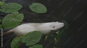 Nutria swimming in water. Concept of animals living in water.