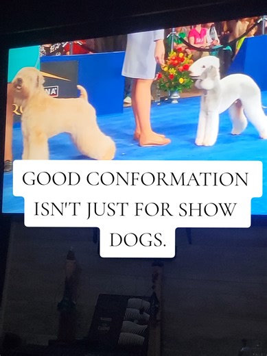 Understanding Well-Bred Dogs vs. Designer Mixes