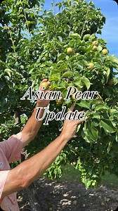 204 reactions · 13 shares | Let’s take a Quick Look at our Asian Pear...