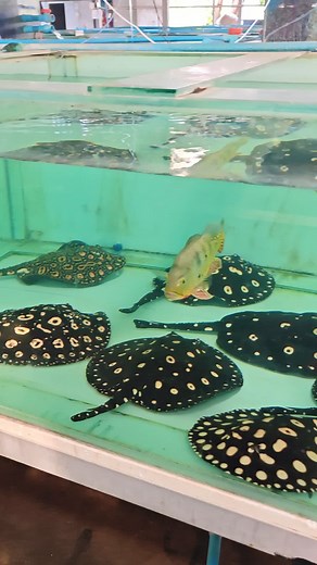 Freshwater Stingrays Farming for Aquarium Enthusiasts