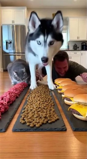 This is definitely what huskies do! #funny #dogs