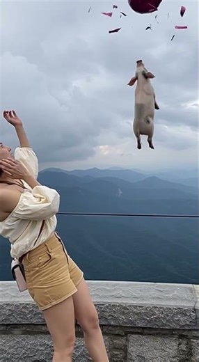 The balloon has such great buoyancy #pig