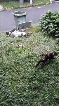 Detik-detik 4 Kucing Liar "Gerebek" Tempat Sampah! 🗑️