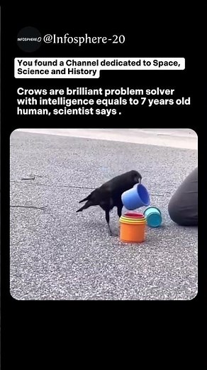 Crows intelligence | IG : Infosphere_you_20 #shorts #facts #science