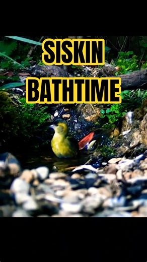 🐦🎦 SISKIN BATH CLOSEUP🐦🎦