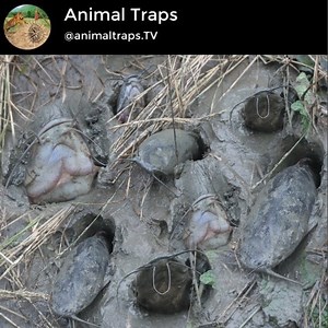 Amazing Fishing_Catching Fish From Deep Fish Hole Credit: Animal Traps | Animal Traps