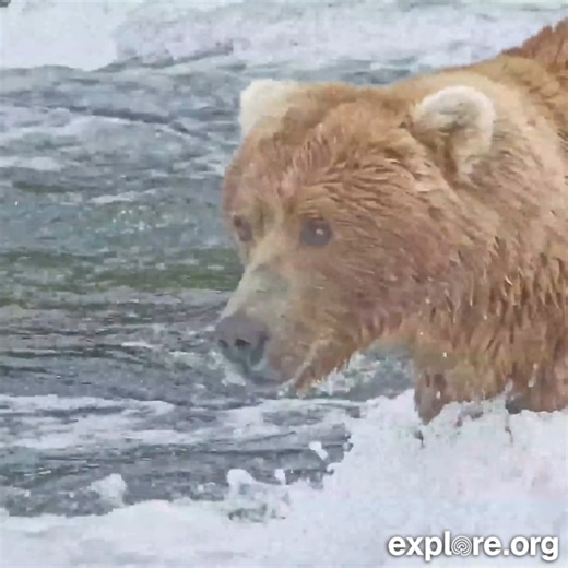 68K views · 2.5K reactions | Bear 89 Backpack is best known as the offspring of the famous Holly, a former Fat Bear Week champion  Some great views of him so far this summer! | explore.org | Facebook