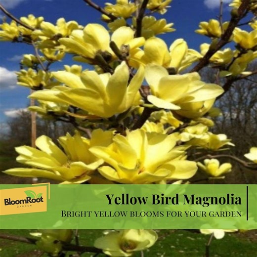 Yellow Bird Magnolia Tree, Fast Growing Live Plant, Bright Yellow Blooms - Etsy