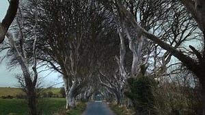 538K views · 5K shares | When trees on the famous Kingsroad in Westeros blew over in a storm, we set about saving that piece of Game of Thrones history for fans. We’re carving the wood into a set of 10 beautiful pub doors. Each one telling the story of a season 6 episode in #NorthernIreland #GOTterritory. | Tourism Ireland | Facebook