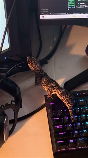 UI Testing with a Leopard Gecko