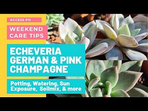 #CareGuide: How To Care for Echeveria Pink and German Champagne - Rainy and Summer Seasons Ep. 001