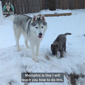 91K views · 3.2K reactions | Husky Pups Playing In The Snow! | Gone to the Snow Dogs | Facebook