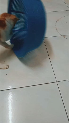 POV: Dola the orange kitten is using 100% of her cuteness" 😻 #dola #catlove #catvideos