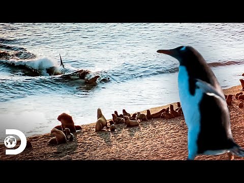 La caza practicada por especies marinas | Supervivencia Salvaje | Discovery Latinoamérica