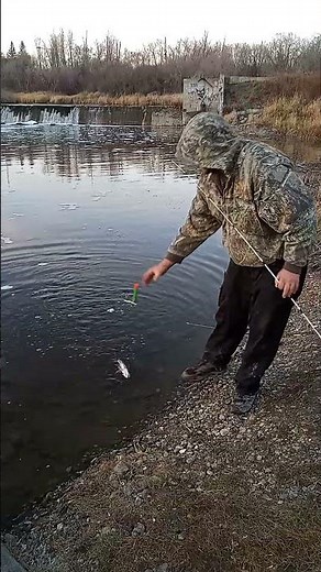 Bobbers Vs Pickerel Rig