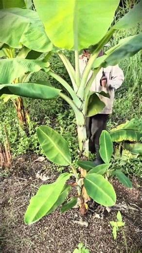 The process of farmers pruning banana trees #shorts