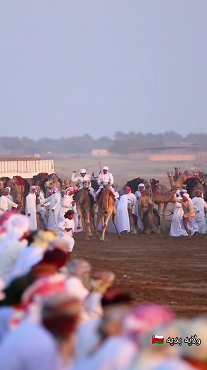 Camel Racing Event Highlights Traditional Sport