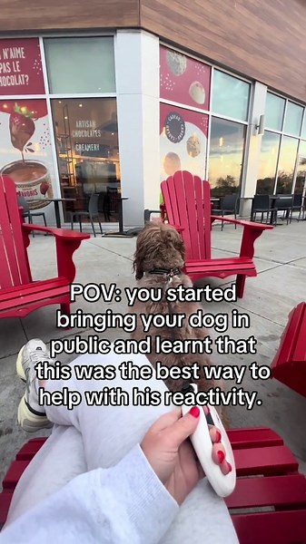 Train Your Dog Like a Pro: Understanding Desensitization