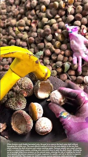 Nut Cracking Method Explained: How Farmers Protect Every Kernel #farmingtips #harvest