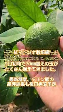 紅マドンナ栽培 枝吊り 7０㎜超えの玉が増えてきました。#紅マドンナ #ショート動画 #農業 #ウェイクボード #柑橘類 #fruit #キムタク