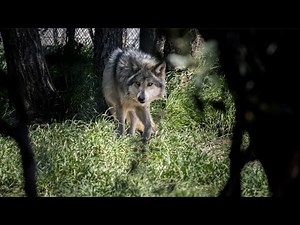 Wolf Center in Julian 'disperses' three Mexican Gray Wolves to Chicago’s Brookfield Zoo