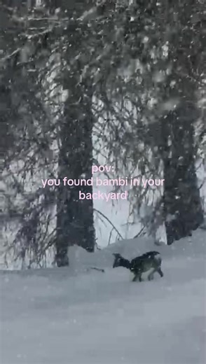 pov: you found bambi in your backyard 🦌❄️ tiny deer cautiously stepping through fresh snow, sinking a little with every step, snowflakes landing softly on their fur, and the trees around looking like a winter wonderland. it’s clumsy, adorable, and somehow magical all at once.😭🤩 winter wildlife moments like this hit different. watching animals in their natural habitat, seeing deer explore snowy forests or even a backyard, is what makes winter nature trips unforgettable. fresh snowfall, calm wi