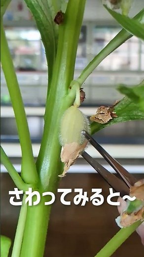 ホウセンカの実がはじける瞬間 小学校３年「身の回りの生き物」